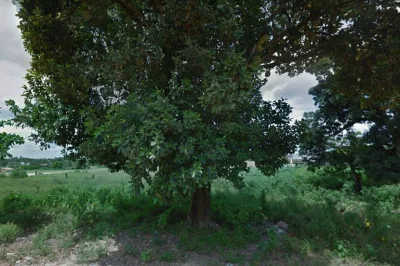 Homem de 41 anos morre após cair de pé de jaca em Alagoinhas