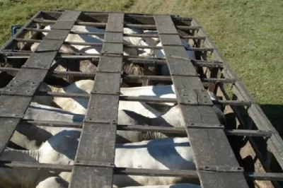 Caminhão com mais de 10 cabeças de gado é tomado de assalto na zona rural de Alagoinhas