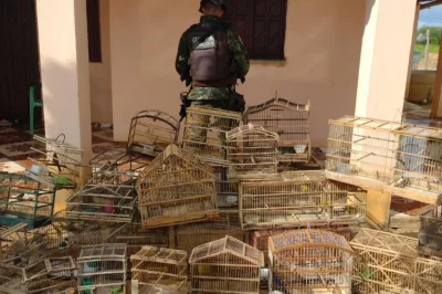 Polícia resgata 97 aves mantidas ilegalmente na Chapada Diamantina