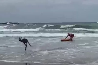 Canguru é resgatado no mar da Austrália por salva-vidas iniciante