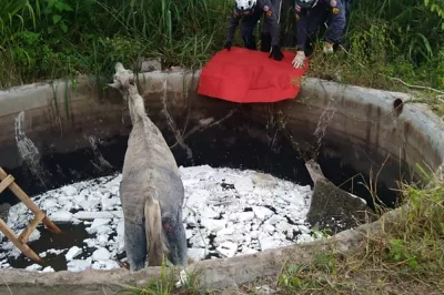 Cavalo cai em cisterna de dois metros e bombeiros fazem resgate