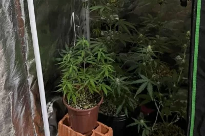 Homem é preso após publicar foto de cinco pés de maconha em seu apartamento na Bahia