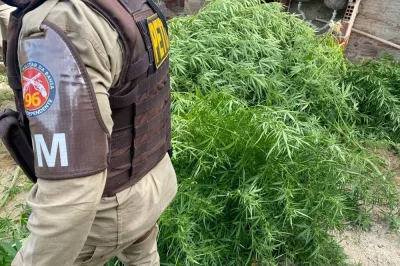 Mulher é presa após polícia descobrir plantio de maconha em casa abandonada na Bahia