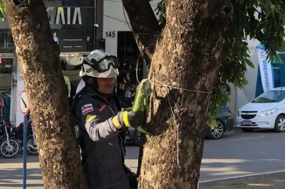 Iguana é resgatada após ser encontrada em árvore do centro de Barreiras