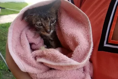 Filhote de gato é resgatado em poço de 7 metros de profundidade