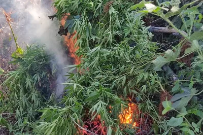 Polícia queima 210 mil pés de maconha na Bahia