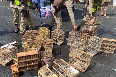 Operação resgata 160 animais silvestres comercializados em feira na Bahia