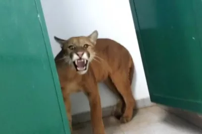 Onça é encontrada em banheiro de escola em Minas Gerais