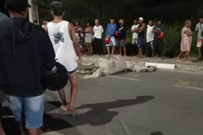 Entregador por aplicativo morre após colisão com cavalo em avenida de Feira de Santana