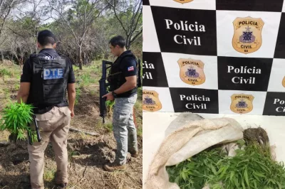 Polícia erradica plantação com três mil pés de maconha em Juazeiro