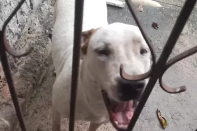Homem morre após ser atacado pelo próprio cão da raça pitbull em Camaçari