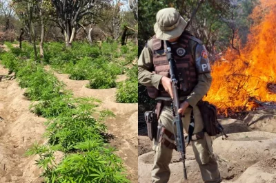 Operação Terra Limpa: polícia erradica quase 50 mil pés de maconha no norte da Bahia