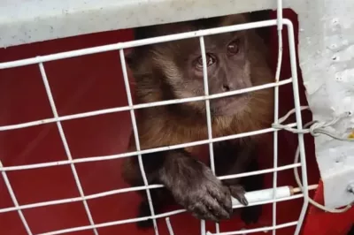 Macaco que viralizou na internet amolando faca e lavando roupa é capturado no Piauí