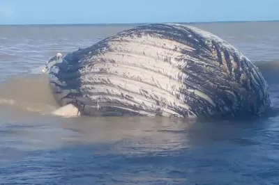 Baleia jubarte encalha em praia de Prado, no sul da Bahia