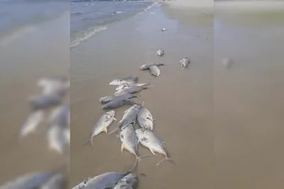 VÍDEO: diversos peixes mortos são encontrados na praia de Cabuçu, na Bahia