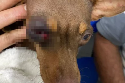Jaguaquara: Homem é preso após agredir cachorro a pauladas