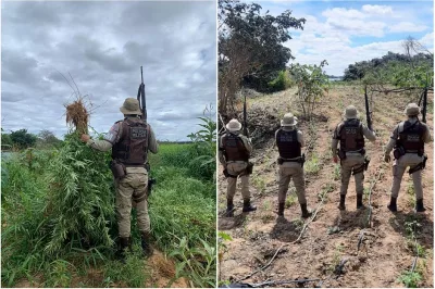 PM destrói 22.300 pés de maconha no norte da Bahia