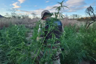 Quase 30 mil pés de maconha são erradicados no Norte da Bahia
