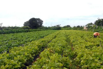 Garantia-Safra: benefício é liberado para agricultores da Bahia