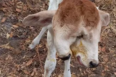 Bezerra nasce com duas cabeças no sudoeste baiano