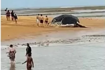 Baleia jubarte é encontrada morta no litoral da BA