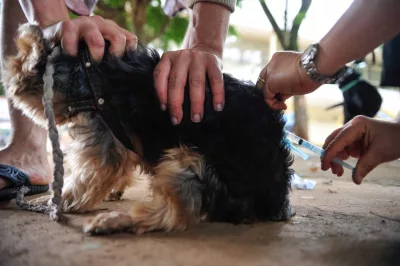 Alagoinhas segue com vacinação contra a raiva em áreas urbanas e rurais