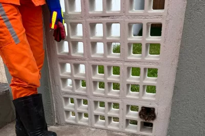 Gatinho fica com cabeça presa em muro, é resgatado e foge em seguida