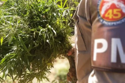 Polícia Militar localiza 28 mil pés de maconha em Curaçá