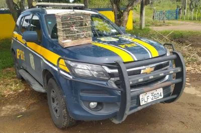 Pássaros encontrados dentro de porta-malas são resgatados no município de Santo Estevão