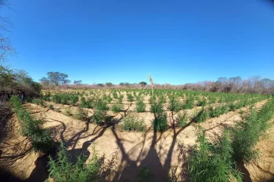 Plantação com 30 mil pés de maconha é destruída na Bahia