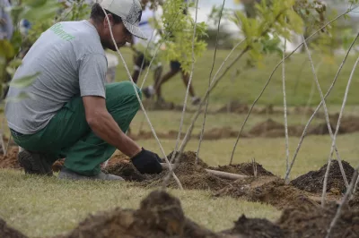Dia da Árvore: projeto ajuda a reflorestar bioma 100% brasileiro