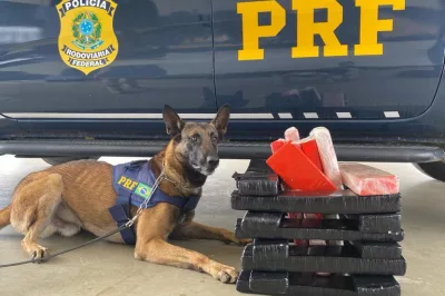 Com auxílio de cães, PRF apreende quase 27 kg de maconha em Vitória da Conquista