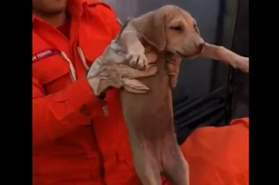 Com cabeça presa em forno elétrico, cachorro é salvo por bombeiros na Bahia