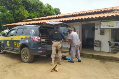 Aglomeradas em porta-malas, quase mil aves silvestres são resgatadas no sul da Bahia