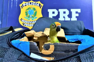 Mulher é flagrada em ônibus transportando arara-maracanã em bolsa de viagem