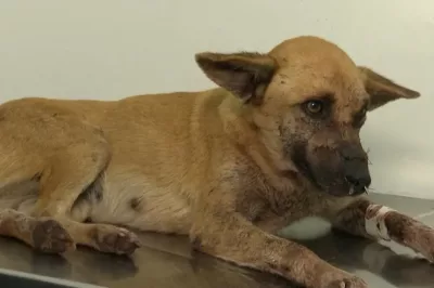 Cadela atacada a golpes de machado na Bahia passa por cirurgia