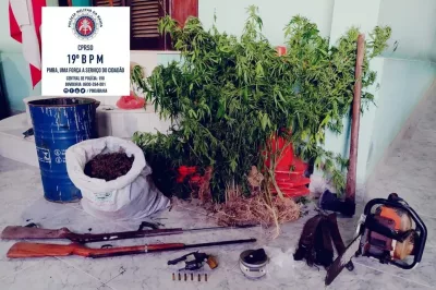 Plantação com 1.500 pés de maconha é destruído pela PM na Bahia