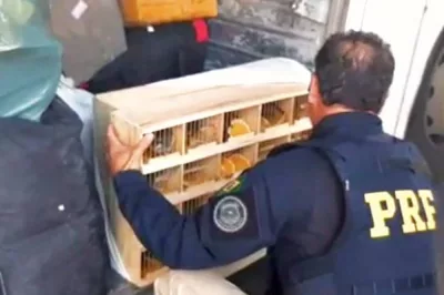 Aves silvestres são resgatadas dentro de ônibus turístico em Vitória da Conquista