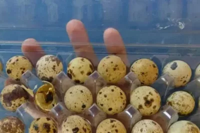 Devido a calor forte, codornas nascem em prateleira de supermercado
