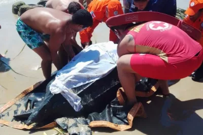 Bombeiros resgatam tartaruga encalhada em praia de Ilhéus