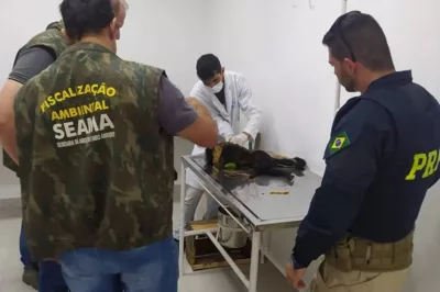 Macaco prego é encontrado ferido após atropelamento e é resgatado com vida no sudoeste da Bahia