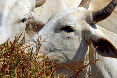 Bahia abriga o maior confinamento bovino do nordeste, com 50 mil cabeças