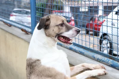 Câmara aprova projeto que incentiva a adoção de animais