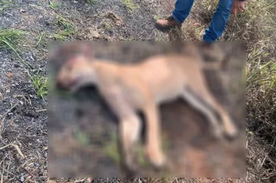 Morro do Chapéu: Onça morre atropelada na BA-052; corpo será doado para estudo