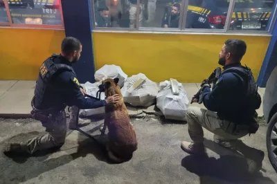 Cão farejador da PRF encontra quase 100 Kg de maconha durante abordagem a ônibus em Feira de Santana