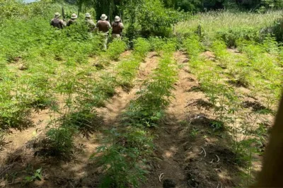 Foragido da Justiça é preso com seis mil pés de maconha no norte da Bahia