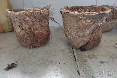 Estudantes baianas fabricam vaso para plantas à base de coco verde