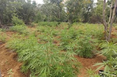 Plantação com mais de 15 mil pés de maconha é erradicada
