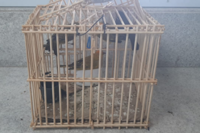 PRF resgata 4 aves silvestres em Vitória da Conquista