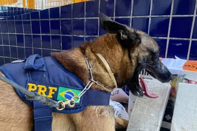 Com auxílio de cão farejador PRF apreende cocaína despachada em ônibus de viagem na cidade de Vitória da Conquista